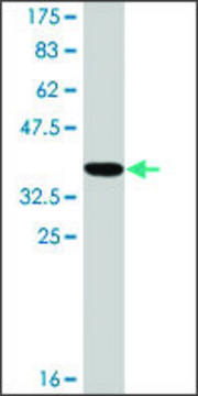 Monoclonal Anti-RAB1A, (C-terminal) antibody produced in mouse clone 3F10, ascites fluid