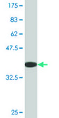 Monoclonal Anti-CIAS1, (N-terminal) antibody produced in mouse clone 3B1, purified immunoglobulin, buffered aqueous solution