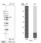 Anti-OPTN antibody produced in rabbit Ab2, Prestige Antibodies&#174; Powered by Atlas Antibodies, affinity isolated antibody, buffered aqueous glycerol solution