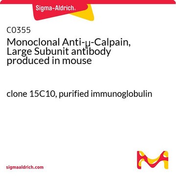 Monoclonal Anti-&#956;-Calpain, Large Subunit antibody produced in mouse clone 15C10, purified immunoglobulin