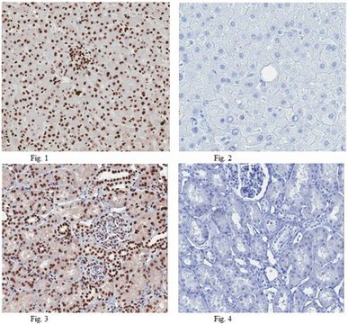 Anti-Histone H2A Antibody from rabbit, purified by affinity chromatography