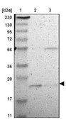 Anti-FAM213B antibody produced in rabbit Prestige Antibodies&#174; Powered by Atlas Antibodies, affinity isolated antibody, buffered aqueous glycerol solution