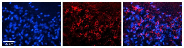 Anti-SLC25A4 affinity isolated antibody