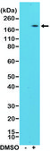 Anti-CD11b (integrin alpha-M) antibody, Rabbit Monoclonal recombinant, expressed in HEK 293 cells, clone RM290, purified immunoglobulin