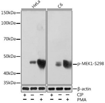 Anti-Phospho-MEK1-S298 antibody produced in rabbit