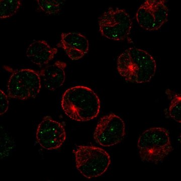 Anti-Msh5 Antibody Produced In Rabbit Prestige Antibodies&#174; Powered by Atlas Antibodies, affinity isolated antibody, buffered aqueous glycerol solution