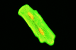 Monoclonal Anti-Tropomyosin antibody produced in mouse clone TM311, ascites fluid