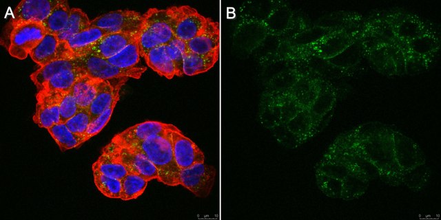 Anti-FGFR4 Antibody, clone BT53