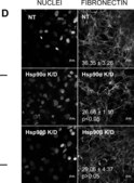 Monoclonal Anti-Fibronectin antibody produced in mouse clone IST-4, ascites fluid