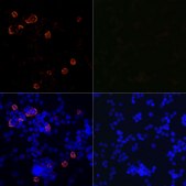 Anti-SARS-CoV-2 3CLpro Antibody, clone 1G8P9, Rabbit Monoclonal