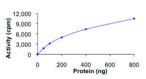 BUB1B, active, GST tagged human PRECISIO&#174;, recombinant, expressed in baculovirus infected Sf9 cells, &#8805;70% (SDS-PAGE), buffered aqueous glycerol solution