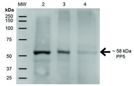 Monoclonal Anti-PP5-Horseradish Peroxidase antibody produced in mouse clone 12F7