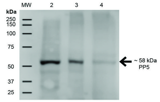 Monoclonal Anti-PP5 antibody produced in mouse clone 12F7