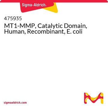 MT1-MMP, Catalytic Domain, Human, Recombinant, E. coli