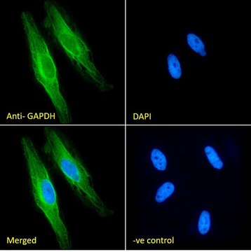 Anti-GAPDH, C-Terminal antibody produced in goat affinity isolated antibody, buffered aqueous solution