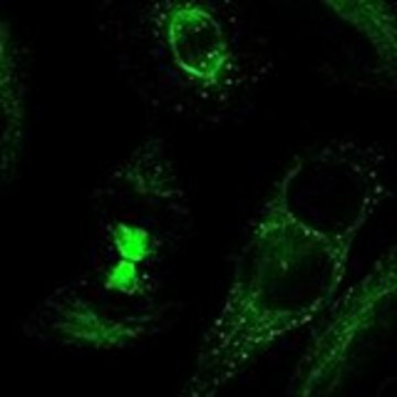 Anti-TDRD6 antibody produced in rabbit Prestige Antibodies&#174; Powered by Atlas Antibodies, affinity isolated antibody, buffered aqueous glycerol solution