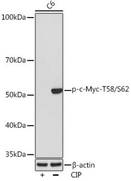 Anti-Phospho-c-Myc-T58/S62 antibody produced in rabbit