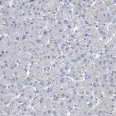Anti-SLC43A2 antibody produced in rabbit Prestige Antibodies&#174; Powered by Atlas Antibodies, affinity isolated antibody, buffered aqueous glycerol solution