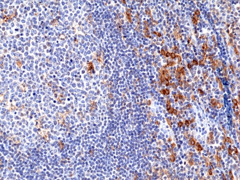 Anti-CD33 Rabbit Monoclonal Antibody clone RM398, affinity purified immunoglobulin