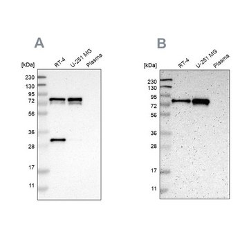 Anti-MTDH antibody produced in rabbit Prestige Antibodies&#174; Powered by Atlas Antibodies, affinity isolated antibody, buffered aqueous glycerol solution