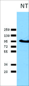 Anti-CANX antibody produced in rabbit whole antiserum