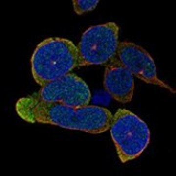 Anti-TLR10 antibody produced in rabbit Prestige Antibodies&#174; Powered by Atlas Antibodies, affinity isolated antibody, buffered aqueous glycerol solution