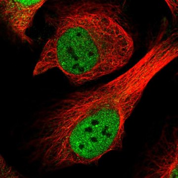 Anti-CENPF antibody produced in rabbit Prestige Antibodies&#174; Powered by Atlas Antibodies, affinity isolated antibody