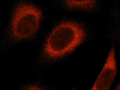 Anti-Rab8 antibody produced in rabbit IgG fraction of antiserum, buffered aqueous solution