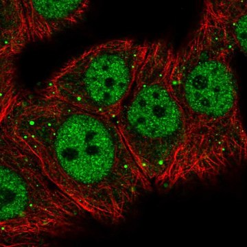 Anti-MED26 antibody produced in rabbit Prestige Antibodies&#174; Powered by Atlas Antibodies, affinity isolated antibody