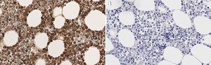 Anti-Myeloperoxidase Antibody, clone 1F8 ZooMAb&#174; Rabbit Monoclonal recombinant, expressed in HEK 293 cells