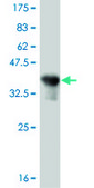 ANTI-OLIG2 antibody produced in mouse clone 2A8, purified immunoglobulin, buffered aqueous solution