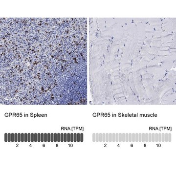 Anti-GPR65 antibody produced in rabbit Prestige Antibodies&#174; Powered by Atlas Antibodies, affinity isolated antibody, buffered aqueous glycerol solution