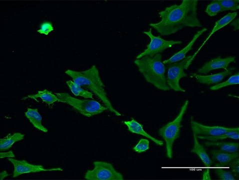 Monoclonal Anti-ALS2 antibody produced in mouse clone 4F10, purified immunoglobulin, buffered aqueous solution