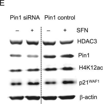 Anti-Pin1 Antibody Upstate&#174;, from rabbit