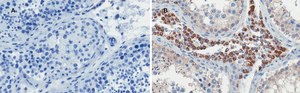 Anti-OCT4 Antibody, clone 4N8, ZooMAb&#174; Rabbit Monoclonal recombinant, expressed in HEK 293 cells