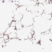 Anti-VEGFA antibody produced in rabbit Prestige Antibodies&#174; Powered by Atlas Antibodies, affinity isolated antibody