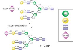 Cytidine-5&#8242;-monophospho-N-acetylneuraminic acid sodium salt &#8805;85% (HPLC)