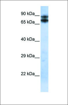Anti-LIMA1 antibody produced in rabbit affinity isolated antibody