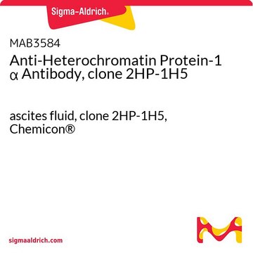 Anti-Heterochromatin Protein-1 &#945; Antibody, clone 2HP-1H5 ascites fluid, clone 2HP-1H5, Chemicon&#174;