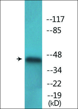 Anti-phospho-p44/42 MAP Kinase (pThr202) antibody produced in rabbit affinity isolated antibody