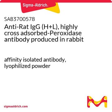 Anti-Rat IgG (H+L), highly cross adsorbed-Peroxidase antibody produced in rabbit affinity isolated antibody, lyophilized powder