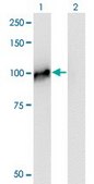 Monoclonal Anti-BRRN1 antibody produced in mouse clone 1C9, purified immunoglobulin, buffered aqueous solution