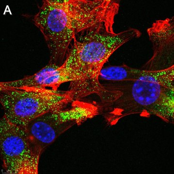 Anti-FGFR1 Antibody, clone 2J21 ZooMAb&#174; Rabbit Monoclonal recombinant, expressed in HEK 293 cells