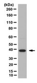 Anti-Annexin A1, Antibody from rabbit