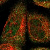 Anti-FAM213B antibody produced in rabbit Prestige Antibodies&#174; Powered by Atlas Antibodies, affinity isolated antibody, buffered aqueous glycerol solution