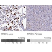 Anti-SPNS1 antibody produced in rabbit Prestige Antibodies&#174; Powered by Atlas Antibodies, affinity isolated antibody, buffered aqueous glycerol solution