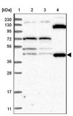 Anti-ETF1 antibody produced in rabbit Prestige Antibodies&#174; Powered by Atlas Antibodies, affinity isolated antibody, buffered aqueous glycerol solution
