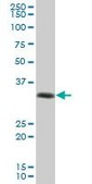 Anti-HLA-DRA antibody produced in mouse purified immunoglobulin, buffered aqueous solution