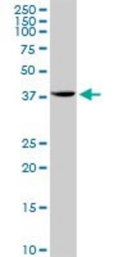 Anti-STX18 antibody produced in rabbit purified immunoglobulin, buffered aqueous solution