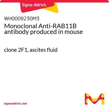 Monoclonal Anti-RAB11B antibody produced in mouse clone 2F1, ascites fluid